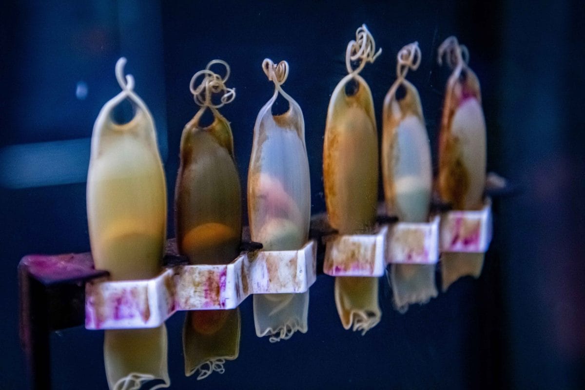 Shark eggs by Simon Infanger.