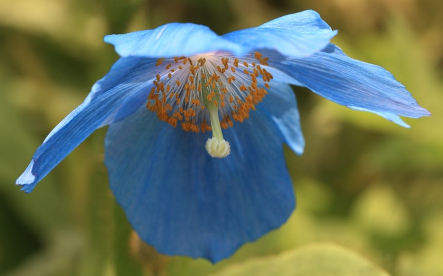 Himalayan blue poppy