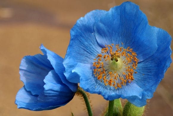 The resilient Himalayan blue poppy