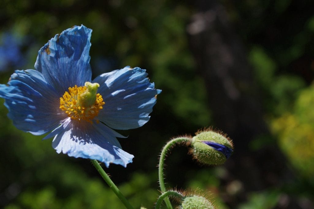 Himalayan Blue Poppy