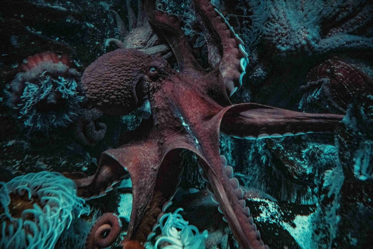 Photo of Octopus by Nick Brice via Unsplash.