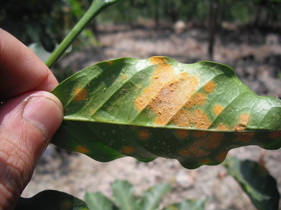 Leaf with coffee rust 