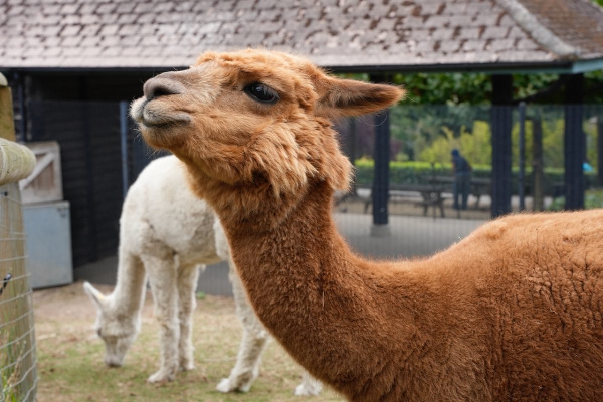 Two alpacas