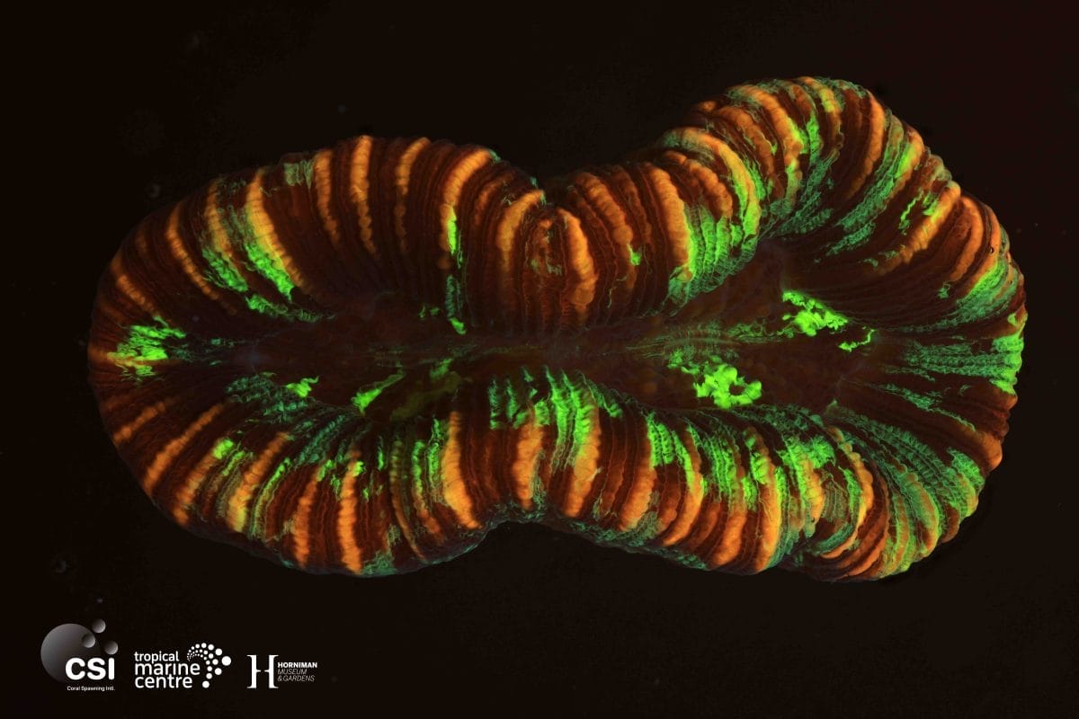 Adult Trachyphyllia geoffroyi