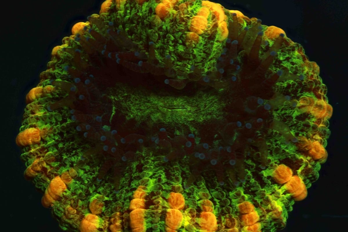 12-month juvenile Trachyphyllia geoffroyi