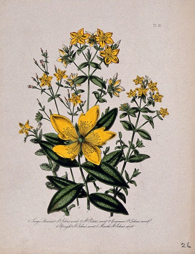 Botanical illustration of British wildflowers