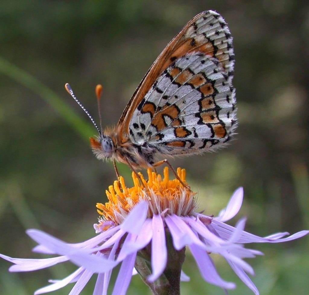 Granville fritillary butterfly on a flower