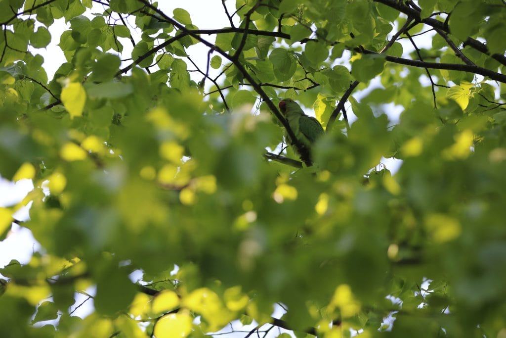 Parakeet in tree canopy