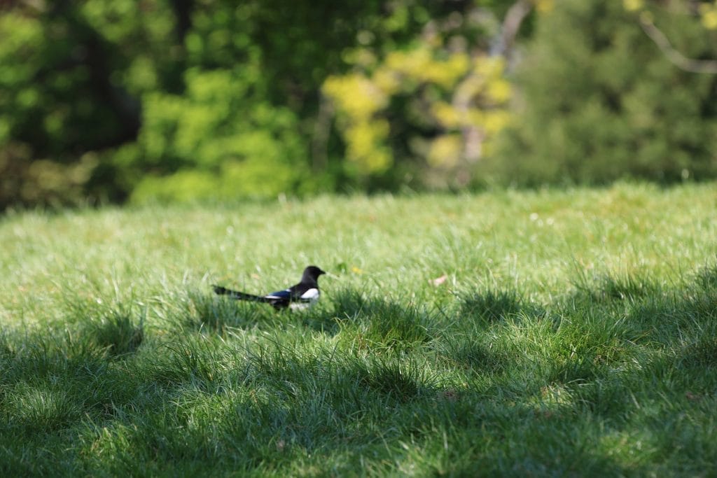 Magpie on the grass