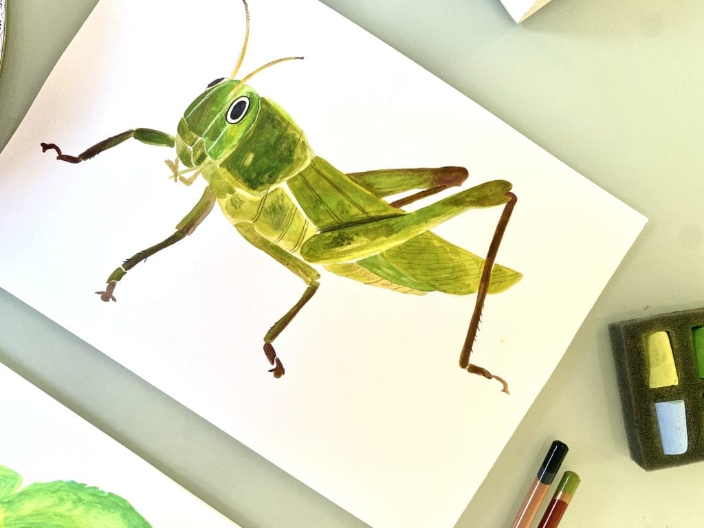 Illustration of a grasshopper in a sketchbook