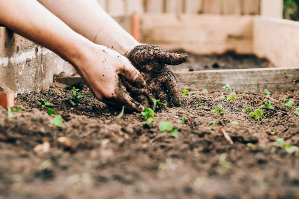 Hands in soil amongst saplings
