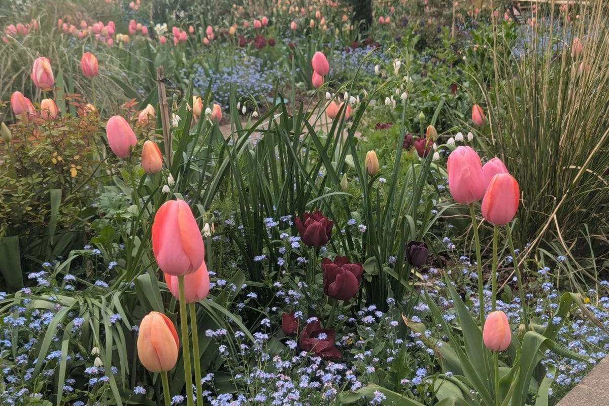 Tulips in Sunken Garden