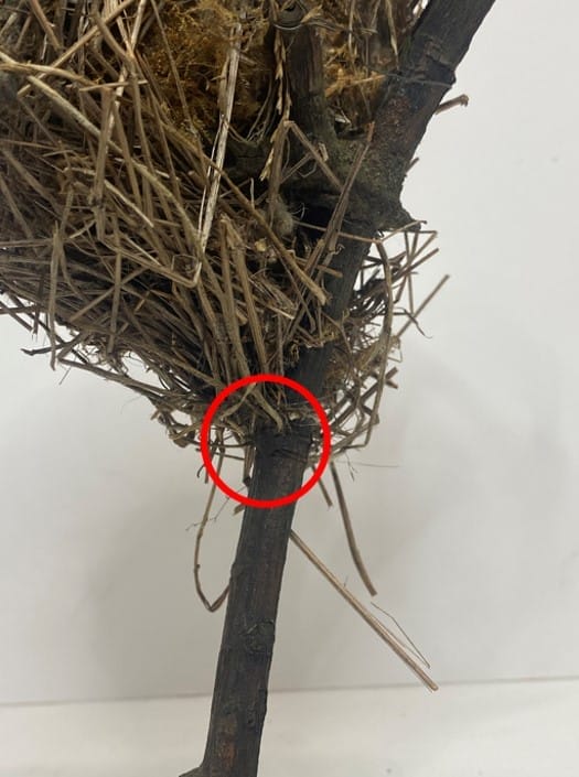 Bottom of nest with red circle where additional support was added