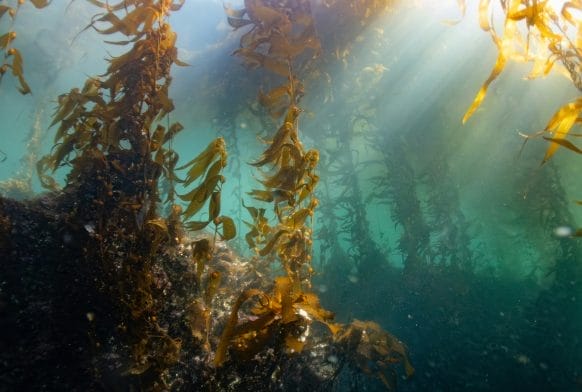 Fact file: Kelp