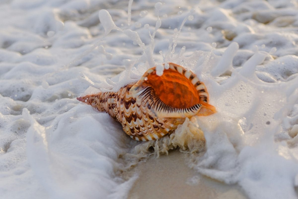 Photo by Javardh via Unspash.