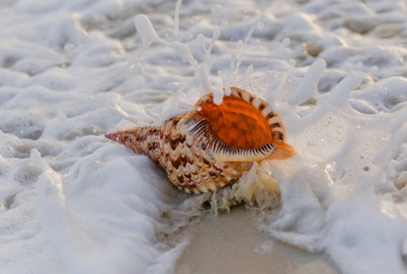 Fact file: Conch shell