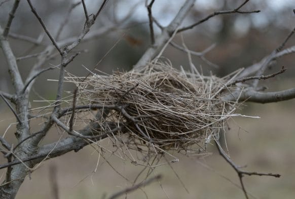 How do you conserve a birds nest?