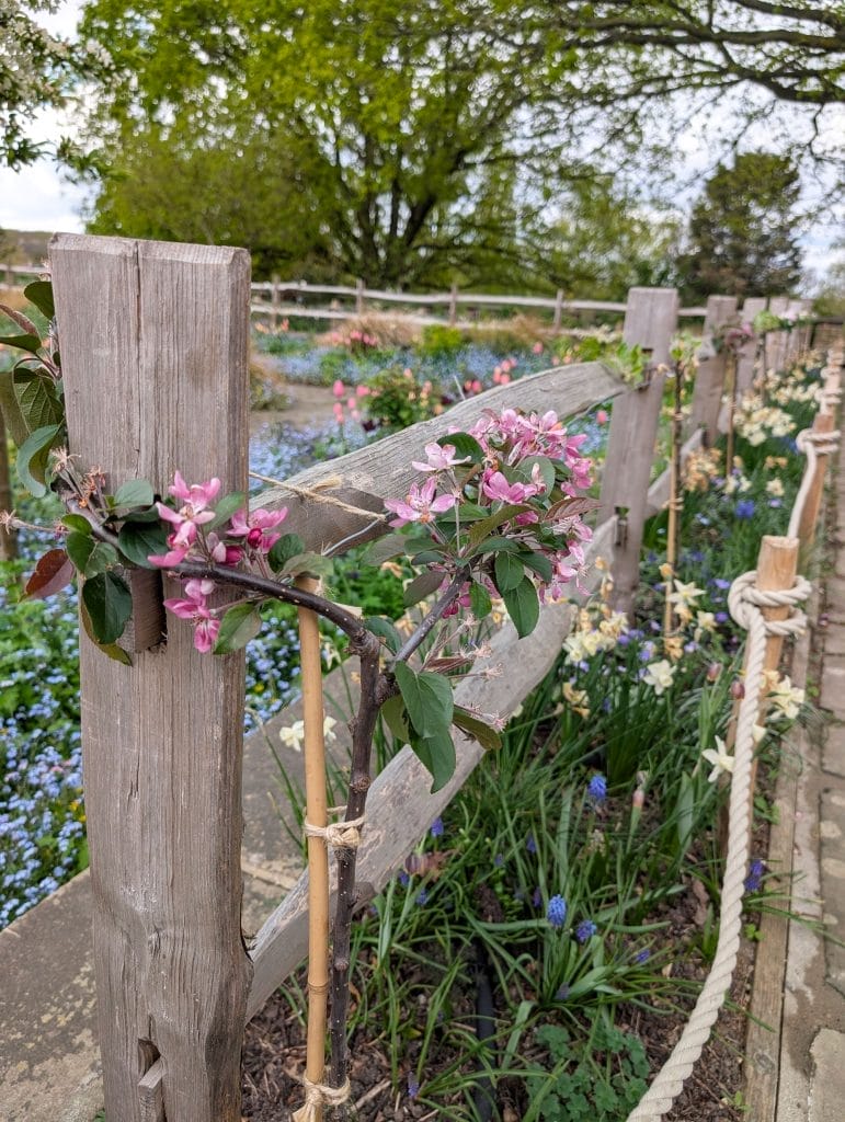 A small apple tree blooming along a fence line