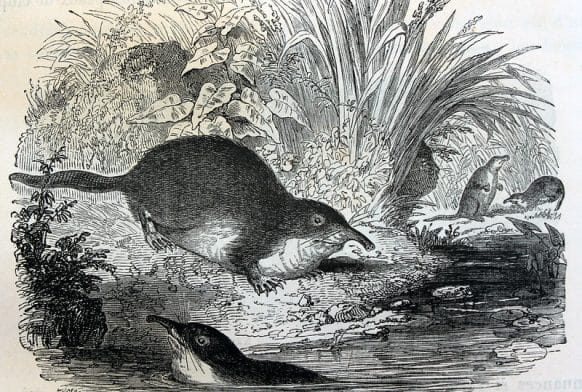 Everything you need to know about the desman